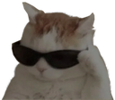 coolcat
