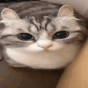 9kcat_boom