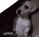9kshy_dog