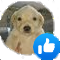approved