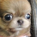 chibaby