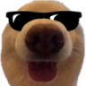 dawgcool