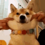 dogcheeks