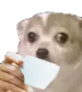 dogcoffee