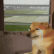 dogecry