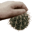 cactusrub