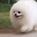 doggorun