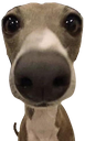dogo