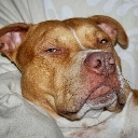 dogoffended