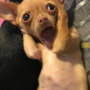 dogscared