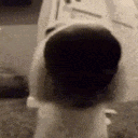 dogsniff