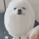 eggdog