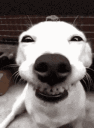 goodboy