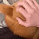 helloshiba