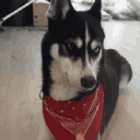 huskyshush
