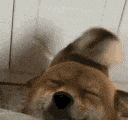 shibahappy