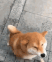 shibaplease