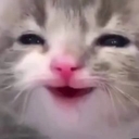 9k_meow