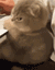 angrycat