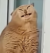 BieautyfullCat