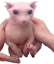 BINGUS