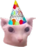 bingusbirthday