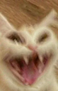 cat_ahhaha