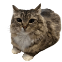 cat_chill