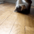 Cat_slide