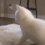 CatAss