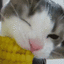 catcorn
