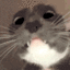 catcurious