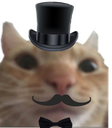 catfancy