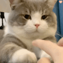 cathand