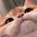 catinspect