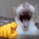 catlaugh