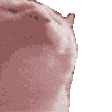 catrainbowdance
