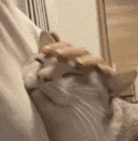 catrub