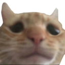 catsad