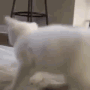 catshake