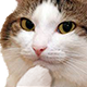 catwoah