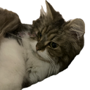 cutiecat
