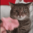 FlowerCat
