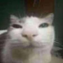 sillycat