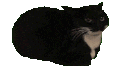 spinningcat