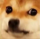 dogeconcern
